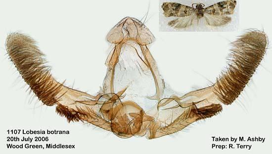 Lobesia botrana