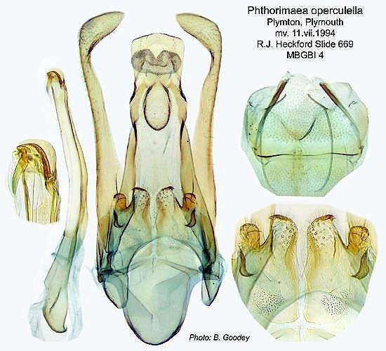 Phthorimaea operculella