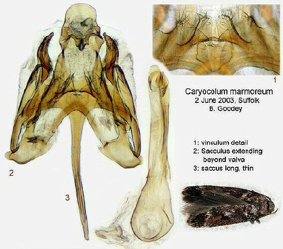 Caryocolum marmorea