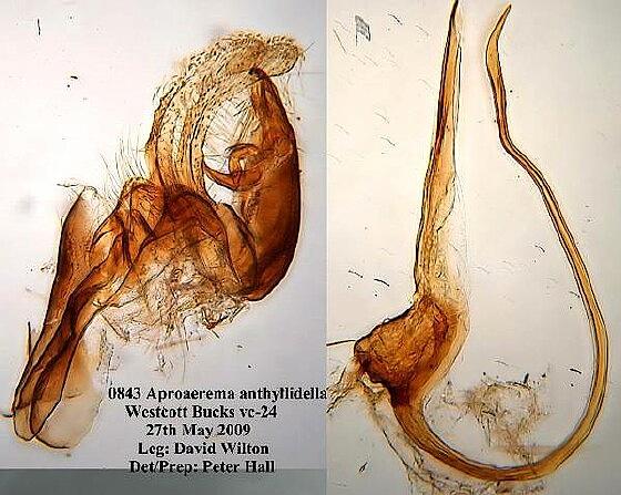 Aproaerema anthyllidella