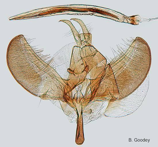 Yponomeuta padella