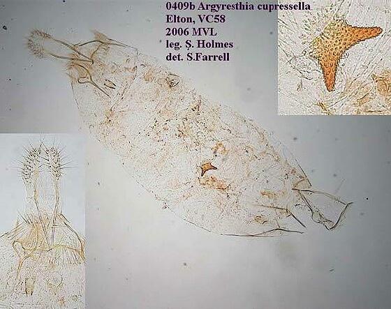 Argyresthia cupressella