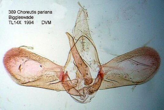 Choreutis pariana