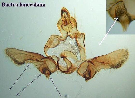 Bactra lancealana