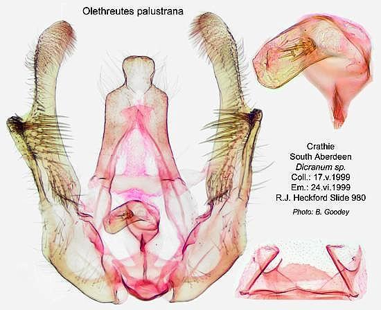 Phiaris palustrana