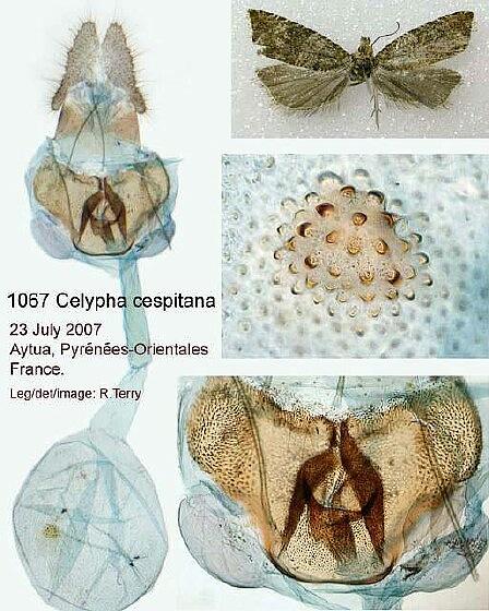 Celypha cespitana