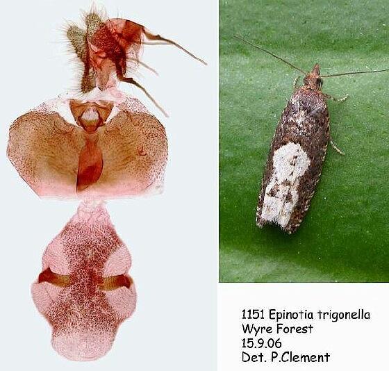 Epinotia trigonella