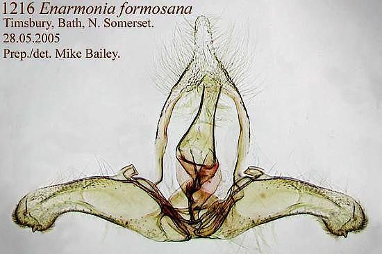 Enarmonia formosana