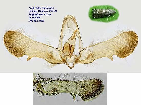 Cydia coniferana
