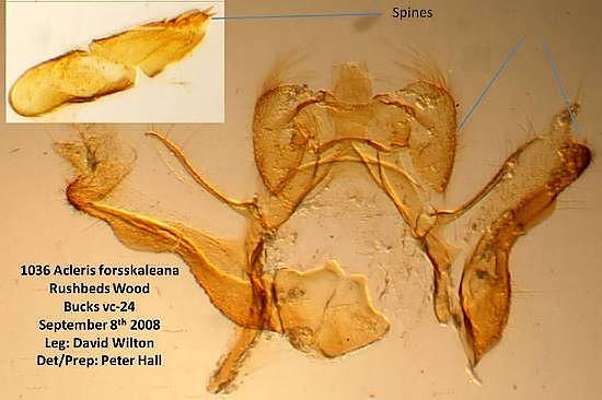 Acleris forsskaleana