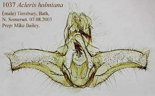 Acleris holmiana