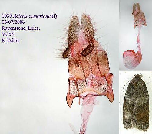 Acleris comariana