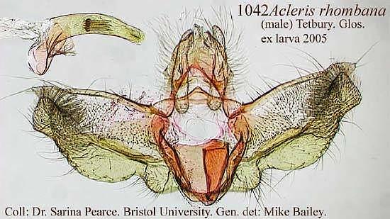 Acleris rhombana