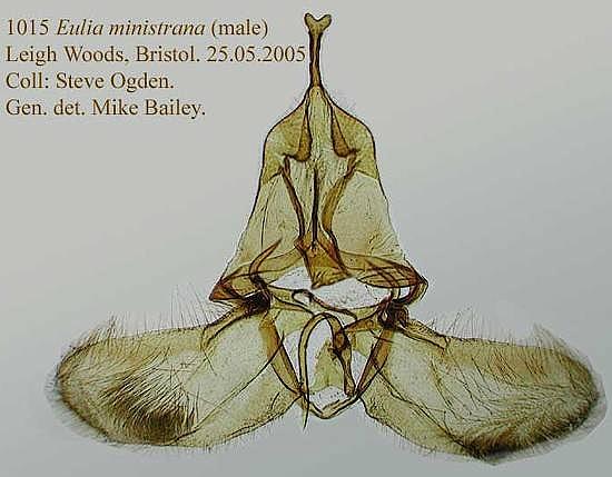 Eulia ministrana