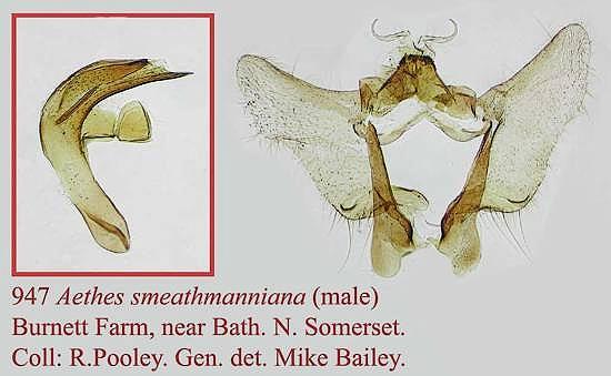 Aethes smeathmanniana