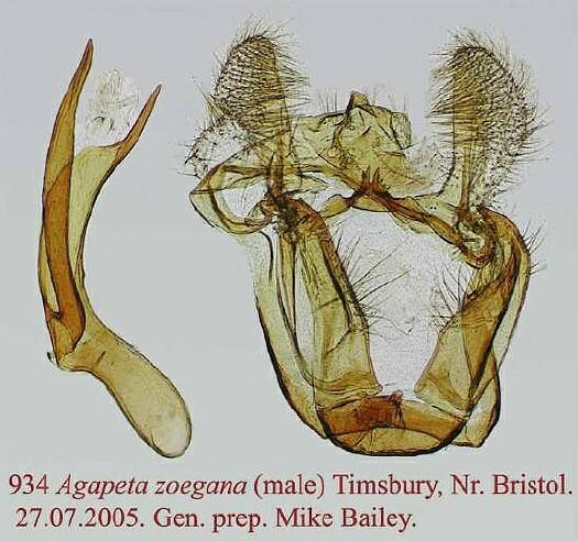 Agapeta zoegana