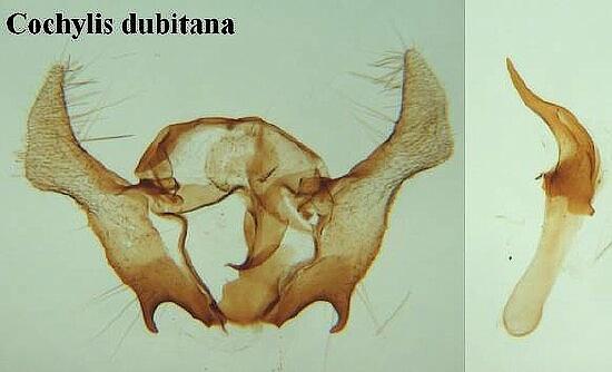 Neocochylis dubitana