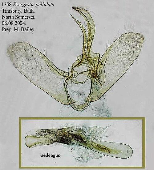 Evergestis pallidata