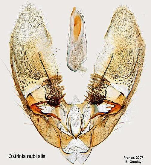 Ostrinia nubilalis