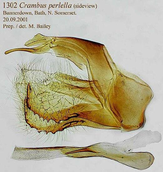 Crambus perlella