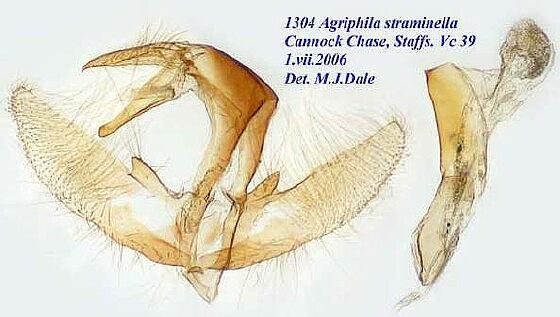 Agriphila straminella