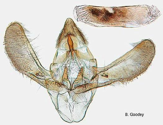 Acrobasis suavella