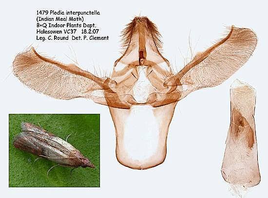 Plodia interpunctella