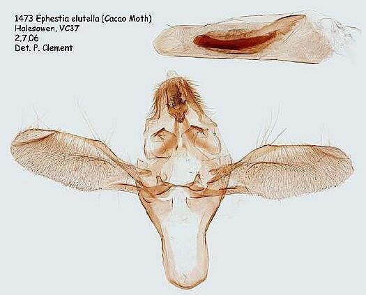 Ephestia elutella