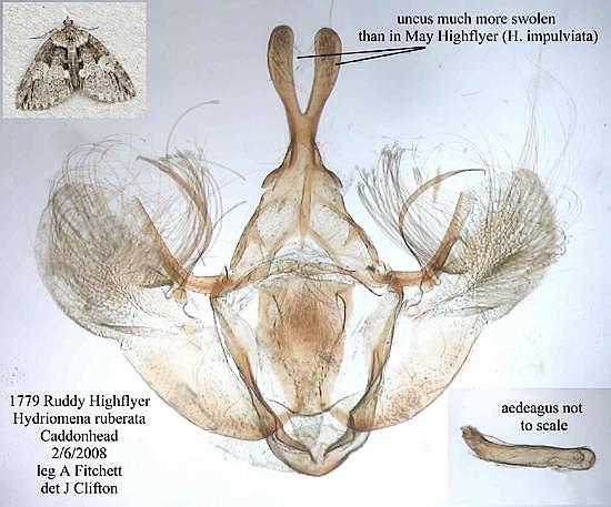 Hydriomena ruberata