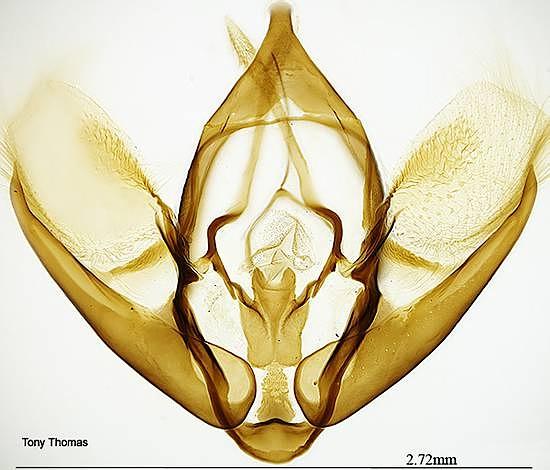 Rheumaptera hastata