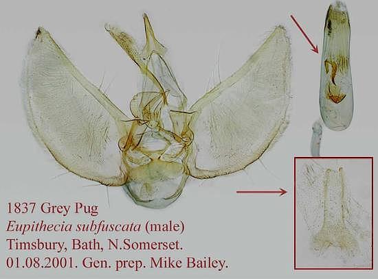 Eupithecia subfuscata