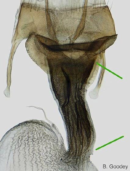 Oligia latruncula