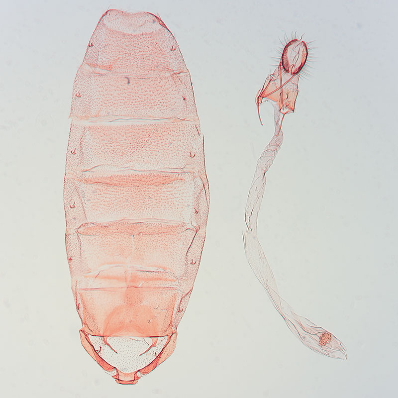 Agonopterix chrautis