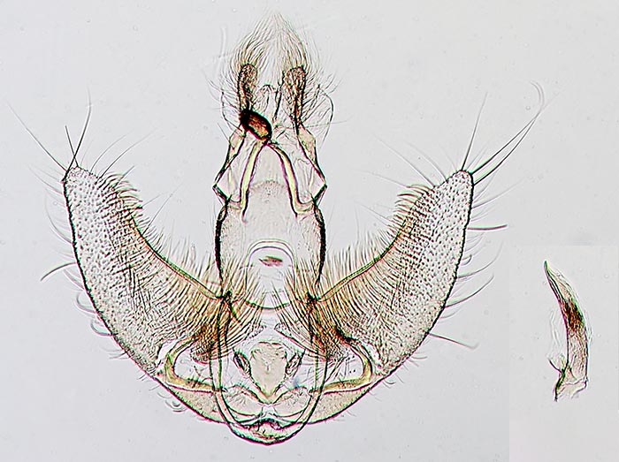 Agonopterix rosaciliella