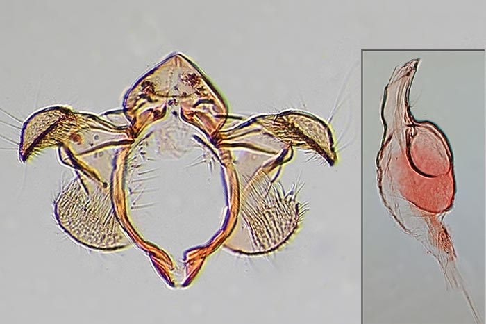 Isophrictis anteliella