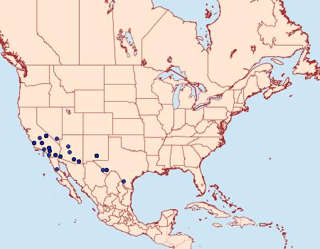 Distribution Data for Trichocosmia inornata