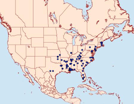 Distribution Data for Rectiostoma xanthobasis