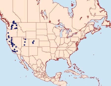 Distribution Data for Admetovis oxymorus