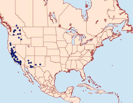 Distribution Data for Admetovis similaris