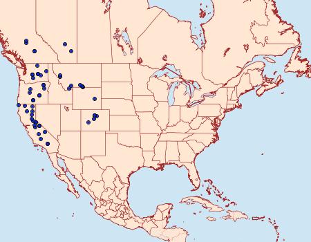 Distribution Data for Polia nugatis