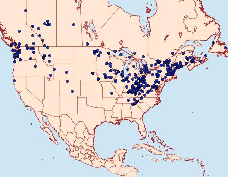 Distribution Data for Melanchra adjuncta