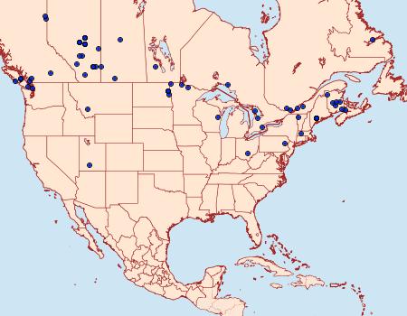 Distribution Data for Lacanobia atlantica