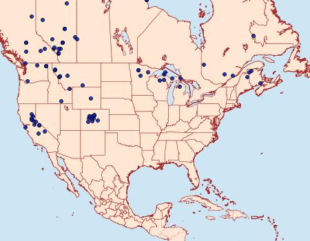 Distribution Data for Papestra quadrata