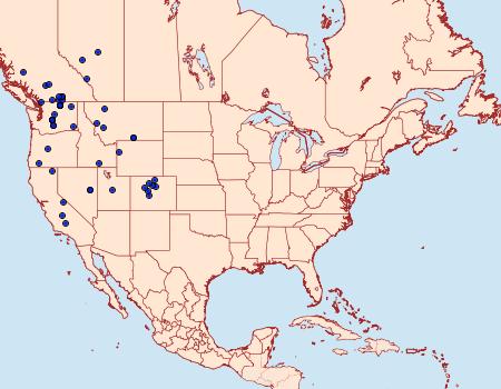 Distribution Data for Papestra brenda