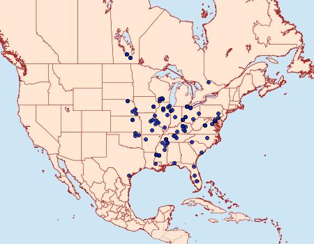 Distribution Data for Gonioterma mistrella