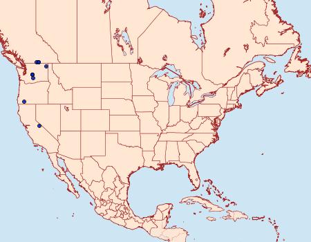 Distribution Data for Hadena caelestis