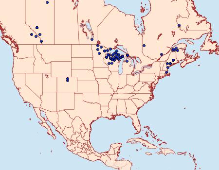 Distribution Data for Coranarta luteola