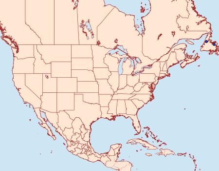 Distribution Data for Lasionycta flanda