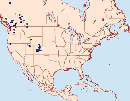 Distribution Data for Lasionycta uniformis