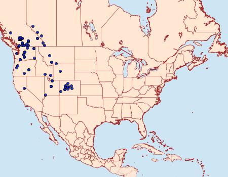 Distribution Data for Lasionycta subfuscula